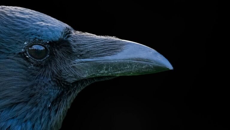 krylovalster name evokes intrigue